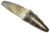 Bargain, Fossil Spinosaurus Tooth - Real Dinosaur Tooth #348596-1
